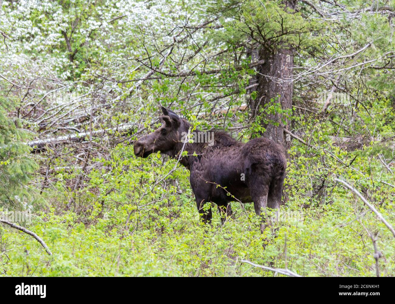 Young Moose nella foresta, Grand Tetons National Park, Stati Uniti Foto Stock