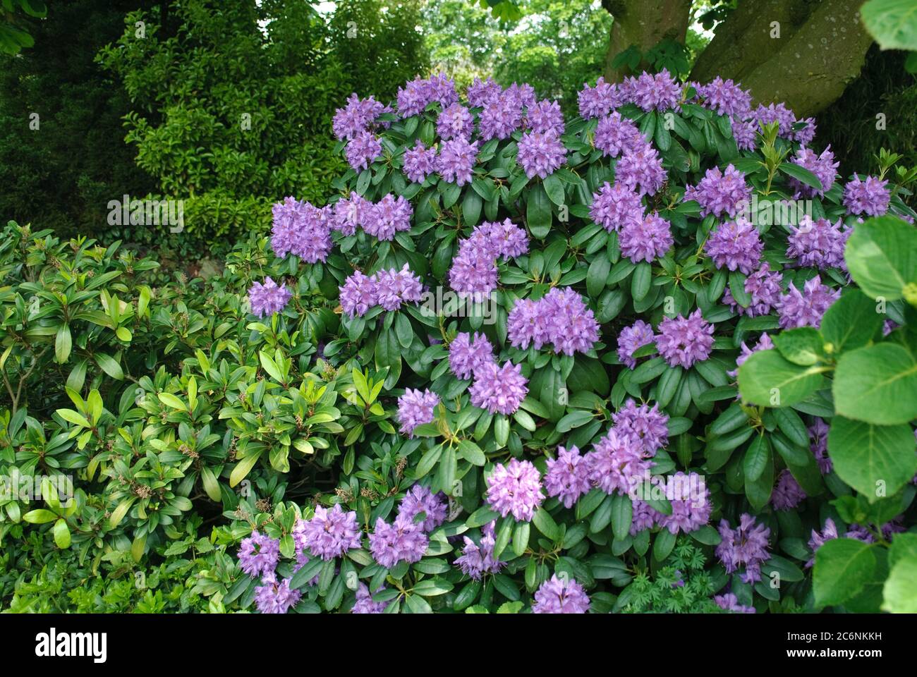 Alpenrose Rhododendron Catawbiense grandiflorum, Alpenrose Rhododendron Catawbiense grandiflorum Foto Stock