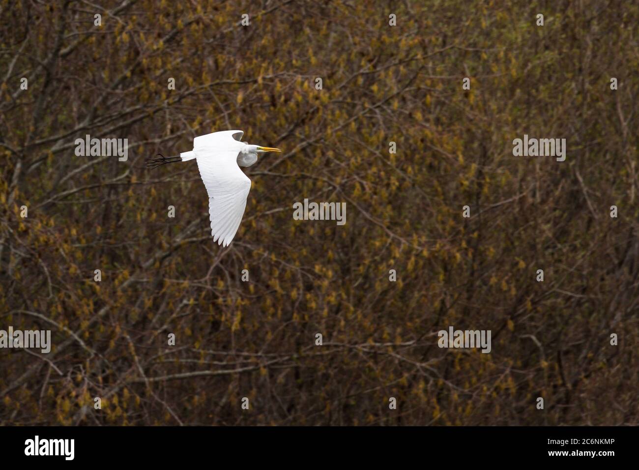 Grande airone bianco che vola con la vegetazione primaverile sullo sfondo Foto Stock