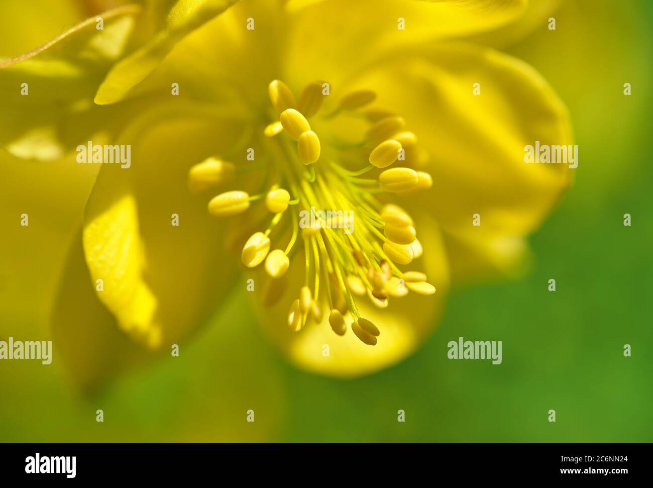 Immagine macro morbida della colonna gialla. Giardino Botanico Oslo, Norvegia. Aquilegia flavescens. Foto Stock