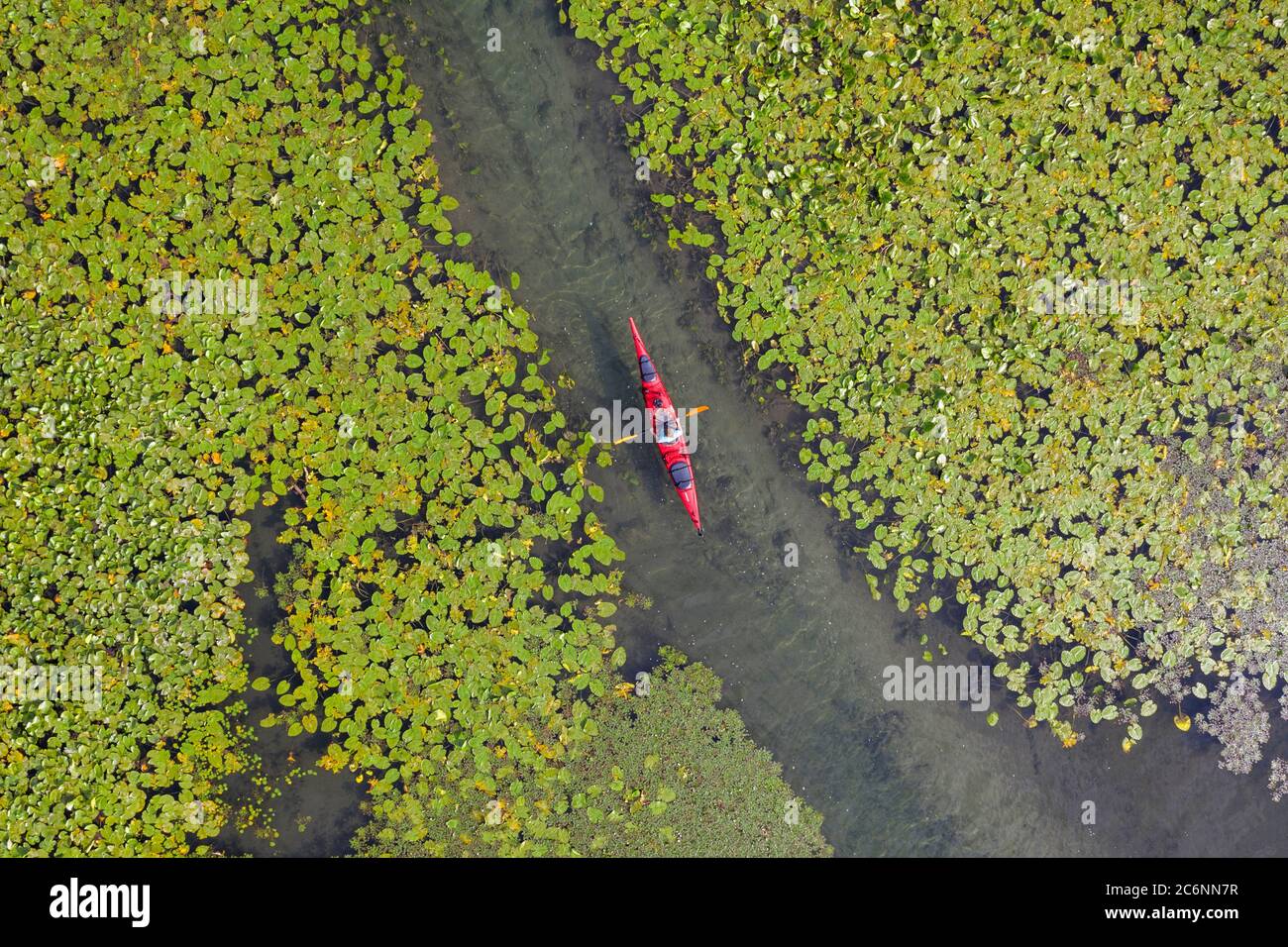 Donna in kayak rosso che addlata tra le ninfee sul lago Skadar, Montenegro Foto Stock