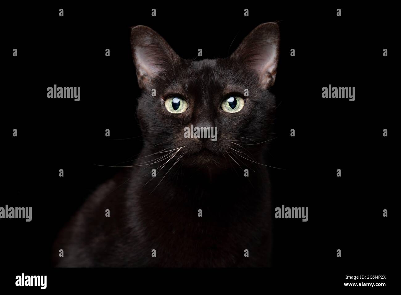 studio ritratto di un gatto nero su sfondo nero guardando la fotocamera Foto Stock