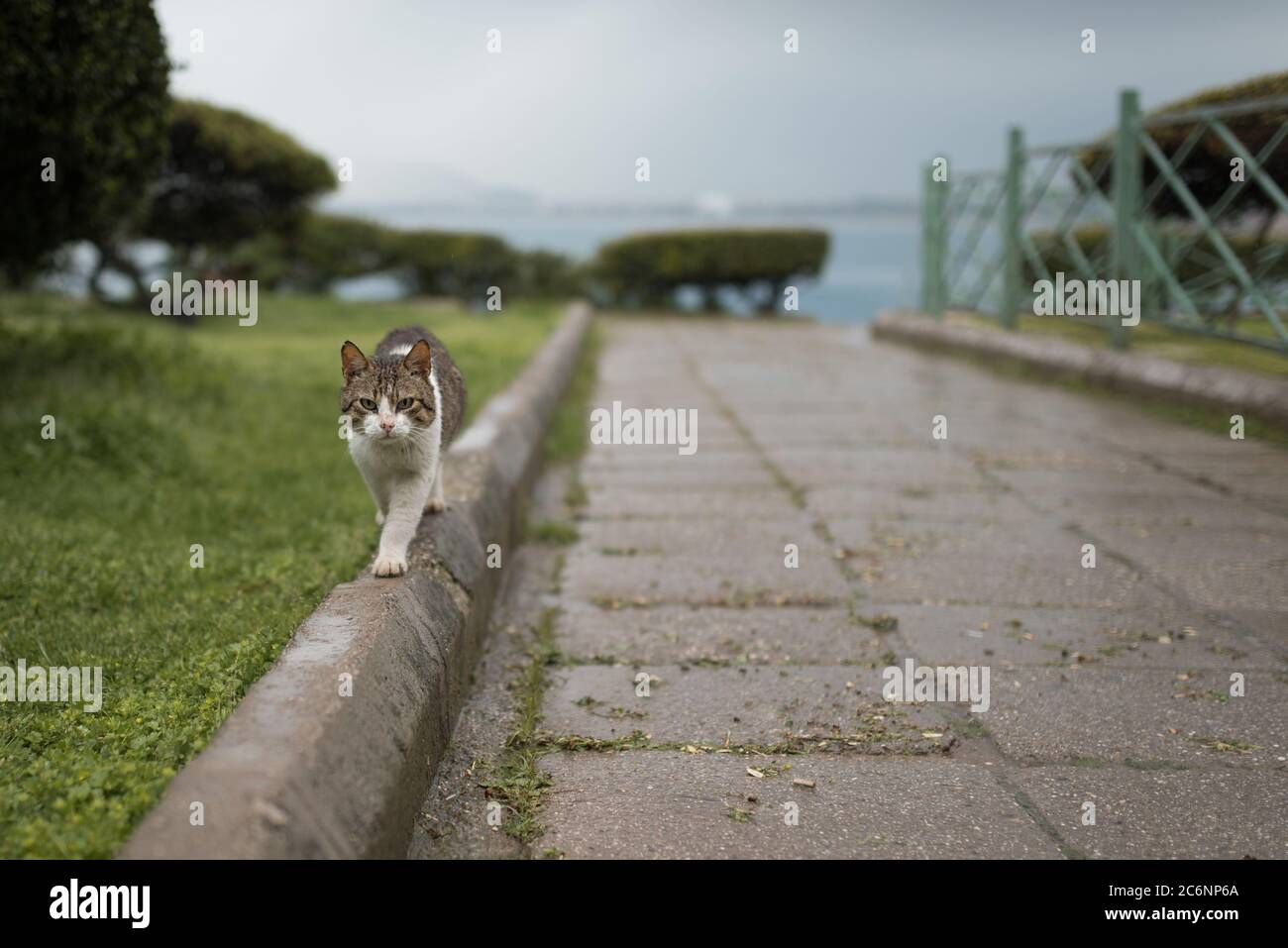 Bagno turco gatto randagio il bilanciamento sul marciapiede davanti al Porto di Antalya Foto Stock