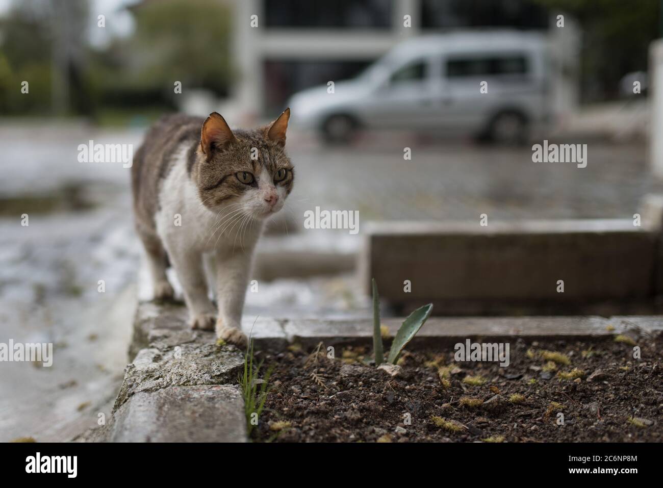 Bagno turco gatto randagio wakling su un cordolo nella parte anteriore della macchina Foto Stock