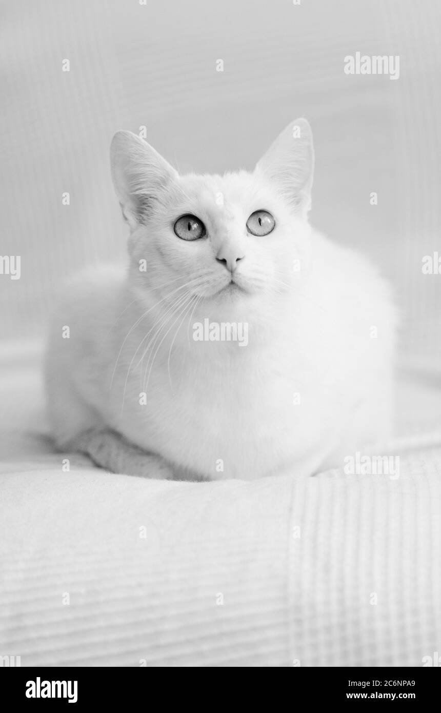 Bianco gatto Shorthair su coltre bianca cercando Foto Stock
