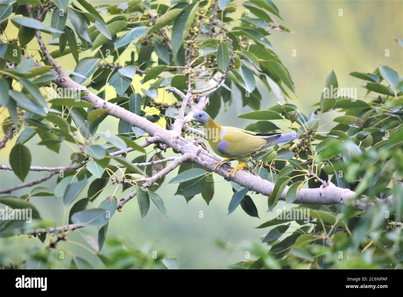 Il piccione verde a piedi gialli, noto anche come piccione verde a zampe gialle, è una specie comune di piccione verde che si trova nel subcontinente indiano. Foto Stock