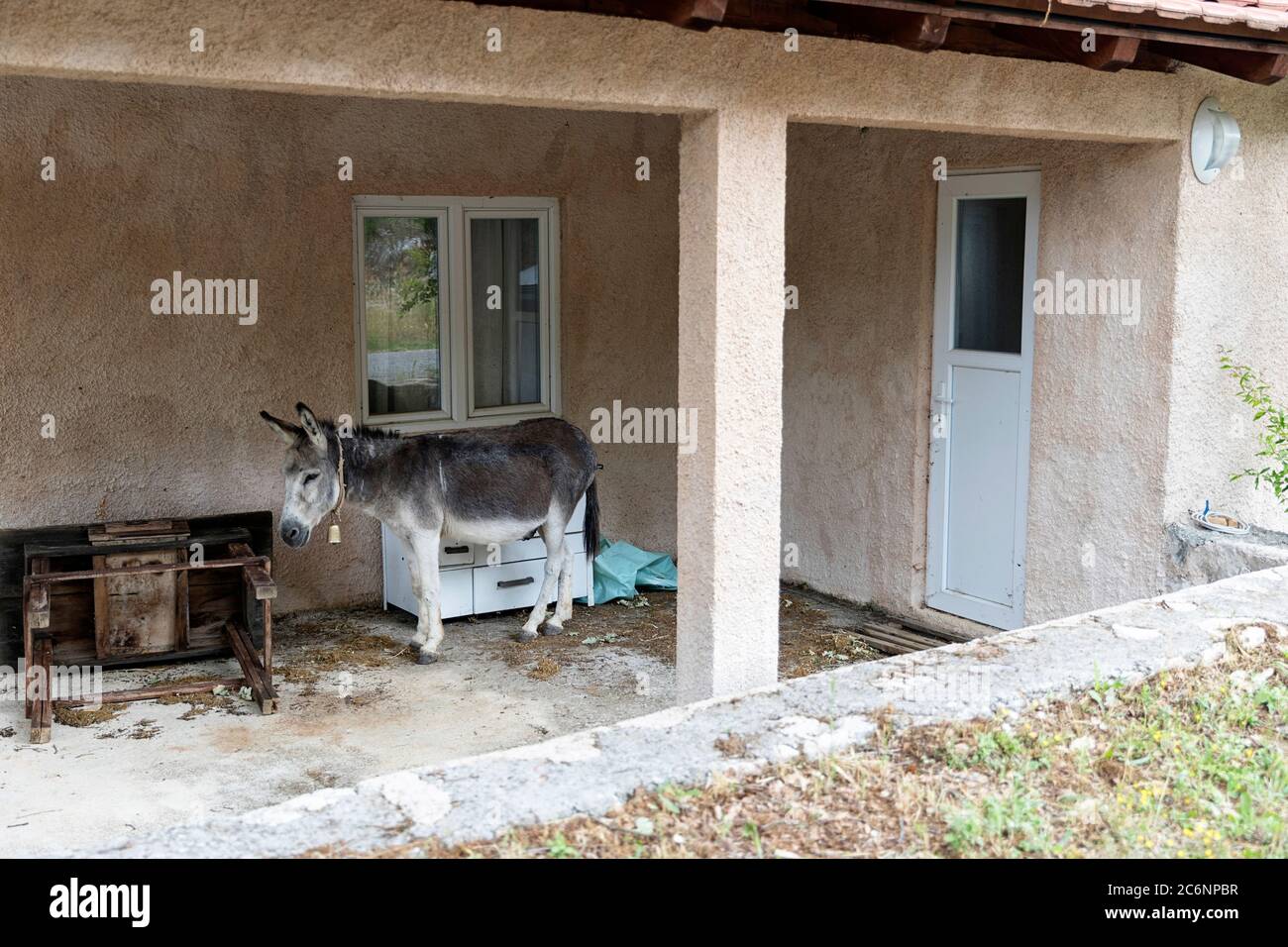 Asino di fronte alla piccola casa, Montenegro Foto Stock