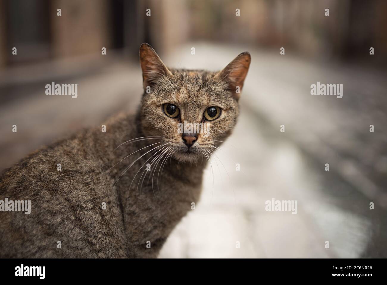 Tabby turco gatto randagio guardando la fotocamera nella città vecchia di Antalya Foto Stock