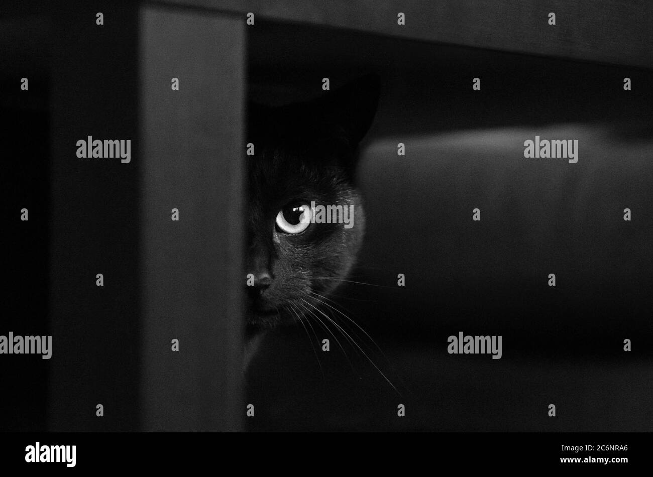 gatto nero nascosto sotto la tabella che mostra metà faccia Foto Stock