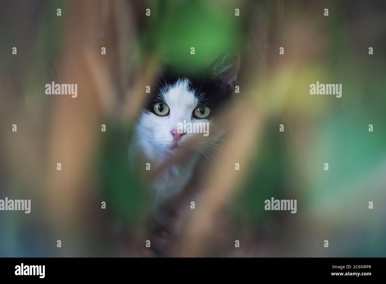 gatto nero e bianco vagato nascosto dietro bush Foto Stock