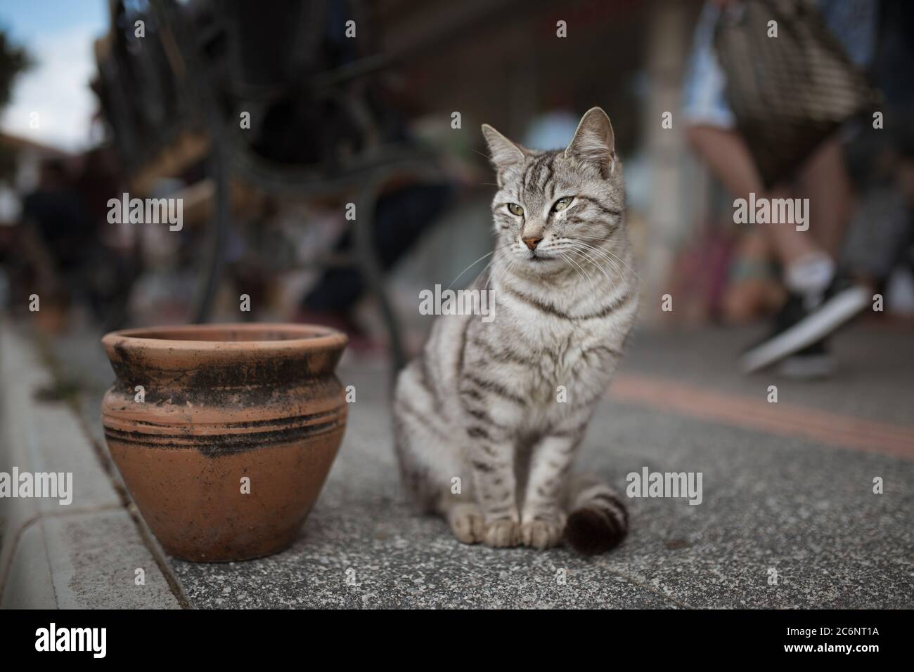 gatto randagio in turchia con turista in background Foto Stock