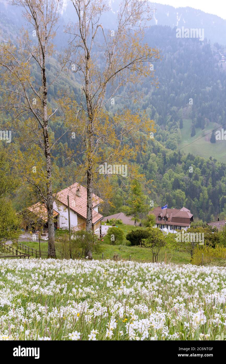 Campo di steppa fiorito con narciso selvatico fiore alle Alpi svizzere in riviera di vaud su Montreux Foto Stock