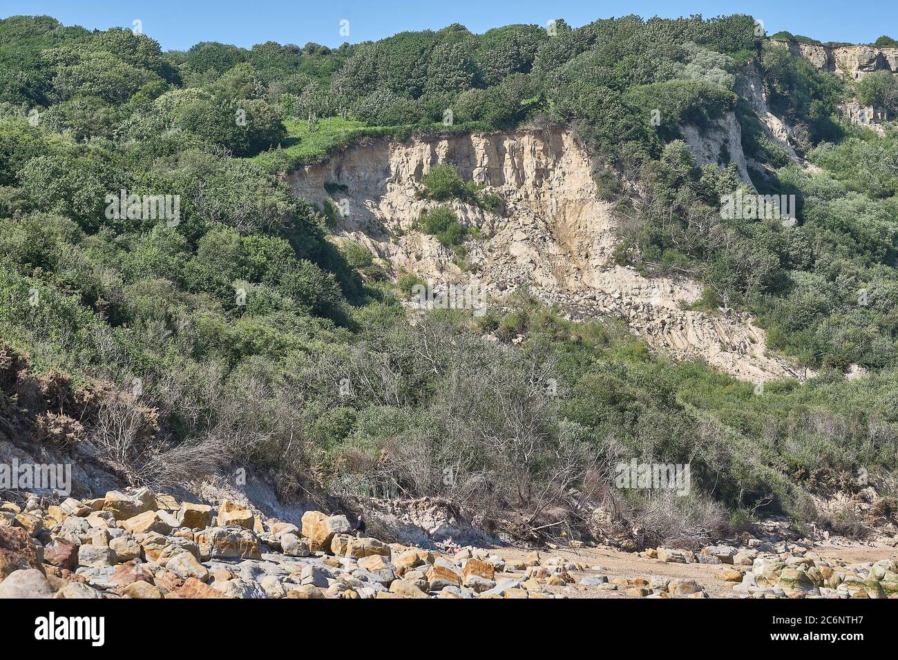Boschi primari costieri a Fairlight Glen vicino Hastings, Sussex Foto Stock