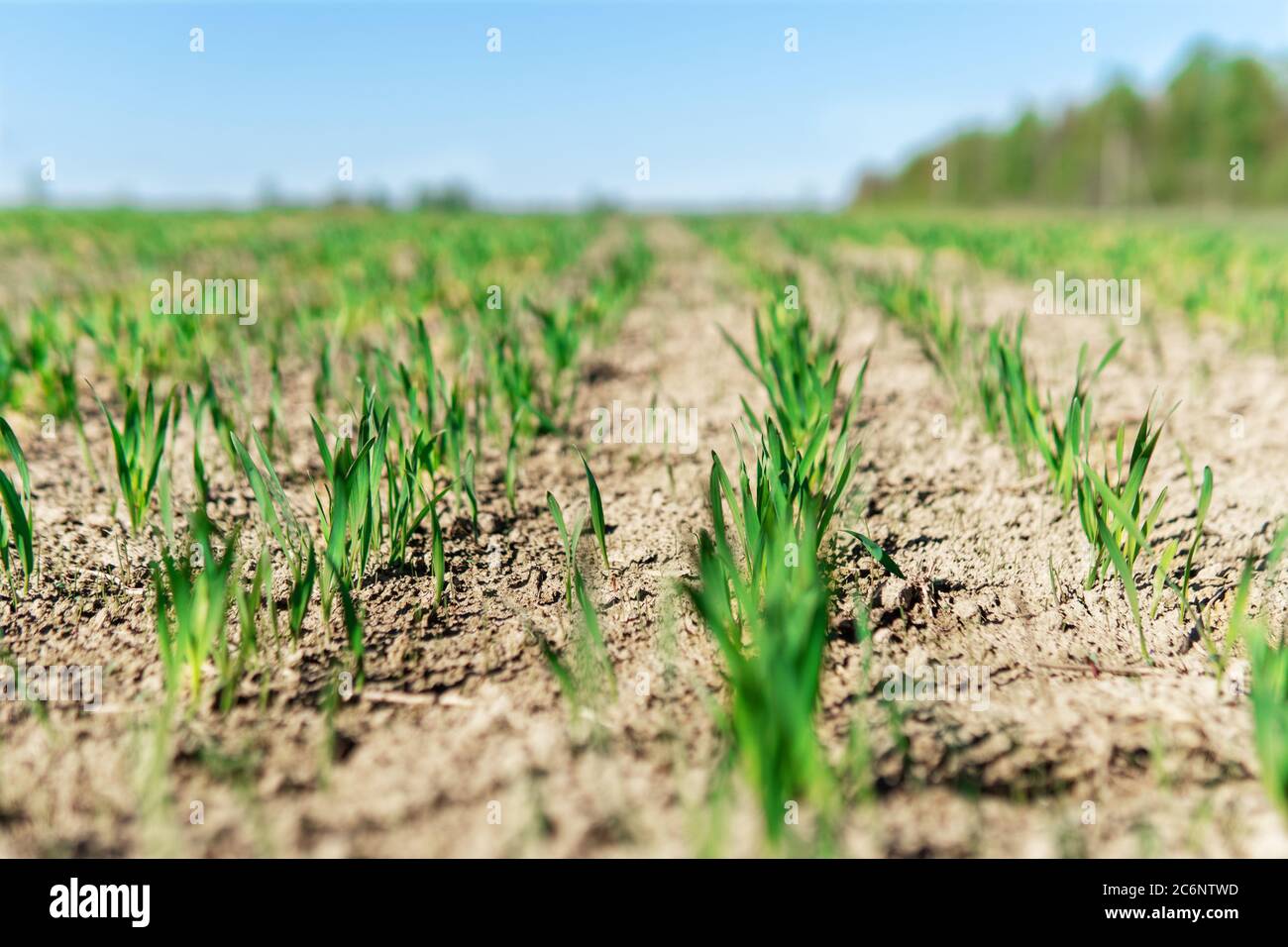 Giovani piante verdi di grano piccolo o di avena o di segala che crescono su un campo agricolo in primavera illuminato dal sole del mattino. File di germogli di segale che crescono nel suolo Foto Stock