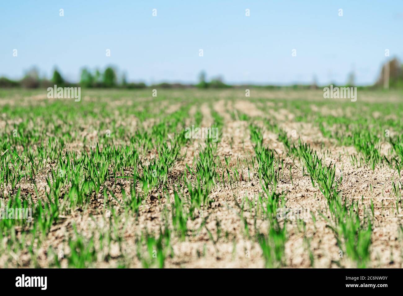 Giovani piante verdi di grano piccolo o di avena o di segala che crescono su un campo agricolo in primavera illuminato dal sole del mattino. File di germogli di segale che crescono nel suolo Foto Stock