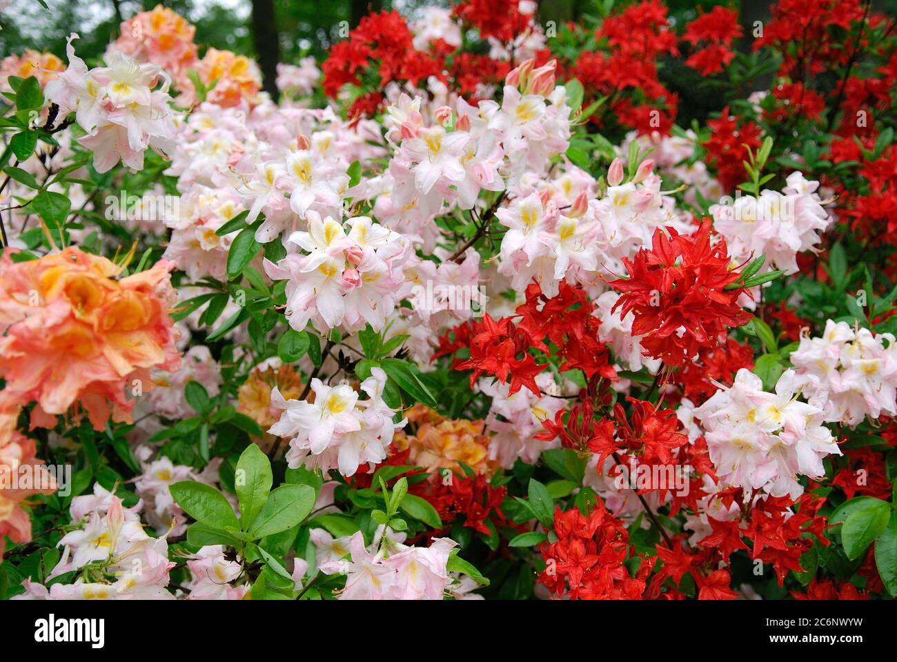 Rhododendron luteum, Rhododendron luteum Foto Stock