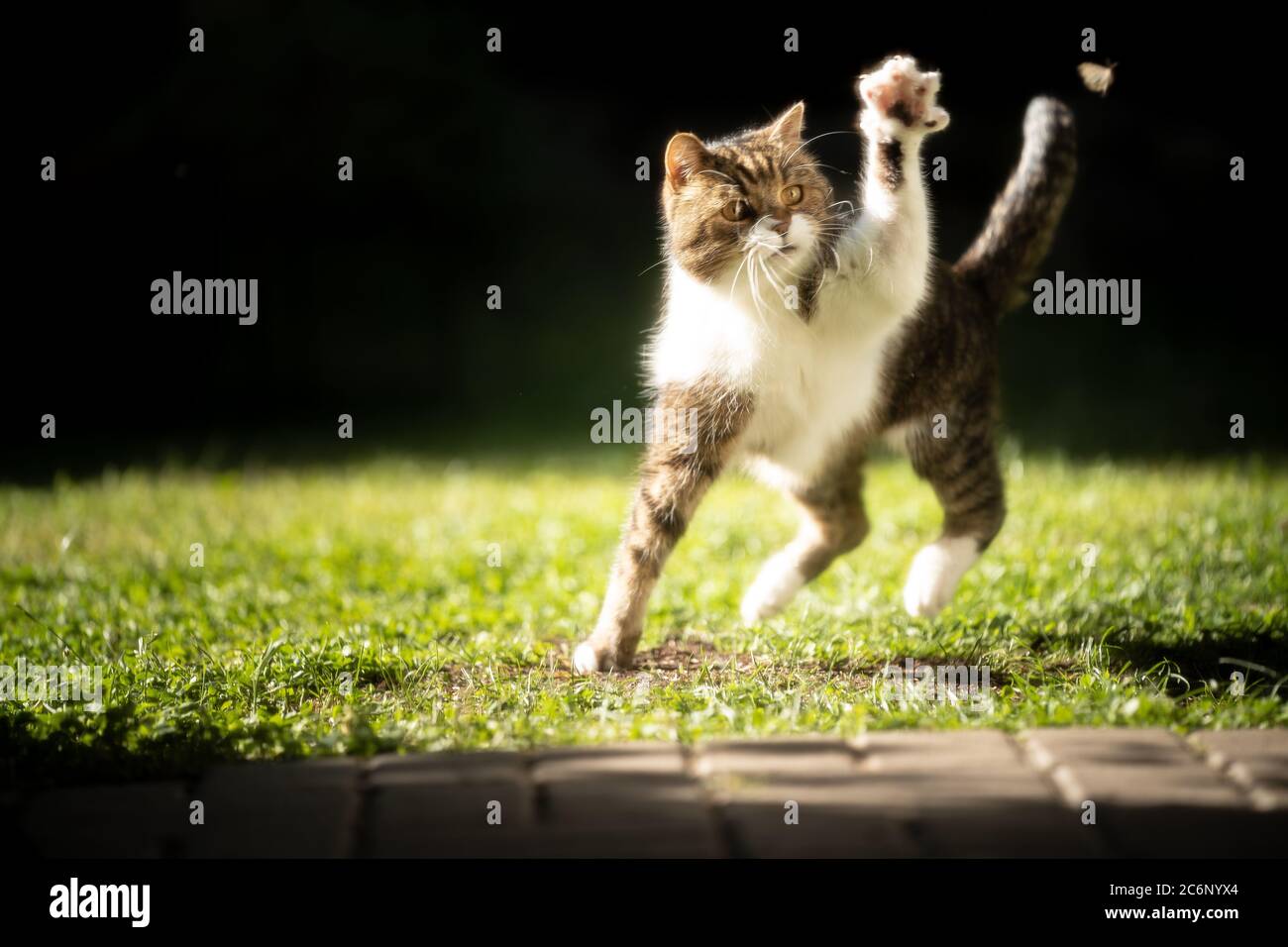 tabby gatto shortair britannico bianco caccia una falena al sole del mattino Foto Stock
