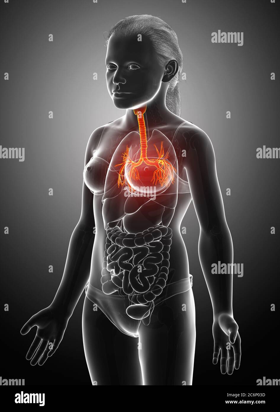 3D illustrazione della laringe Trachea Bronchi parte del sistema respiratorio. Foto Stock