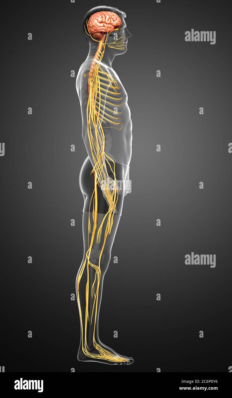 3d ha reso l'illustrazione medica accurata di un sistema nervoso maschile Foto Stock
