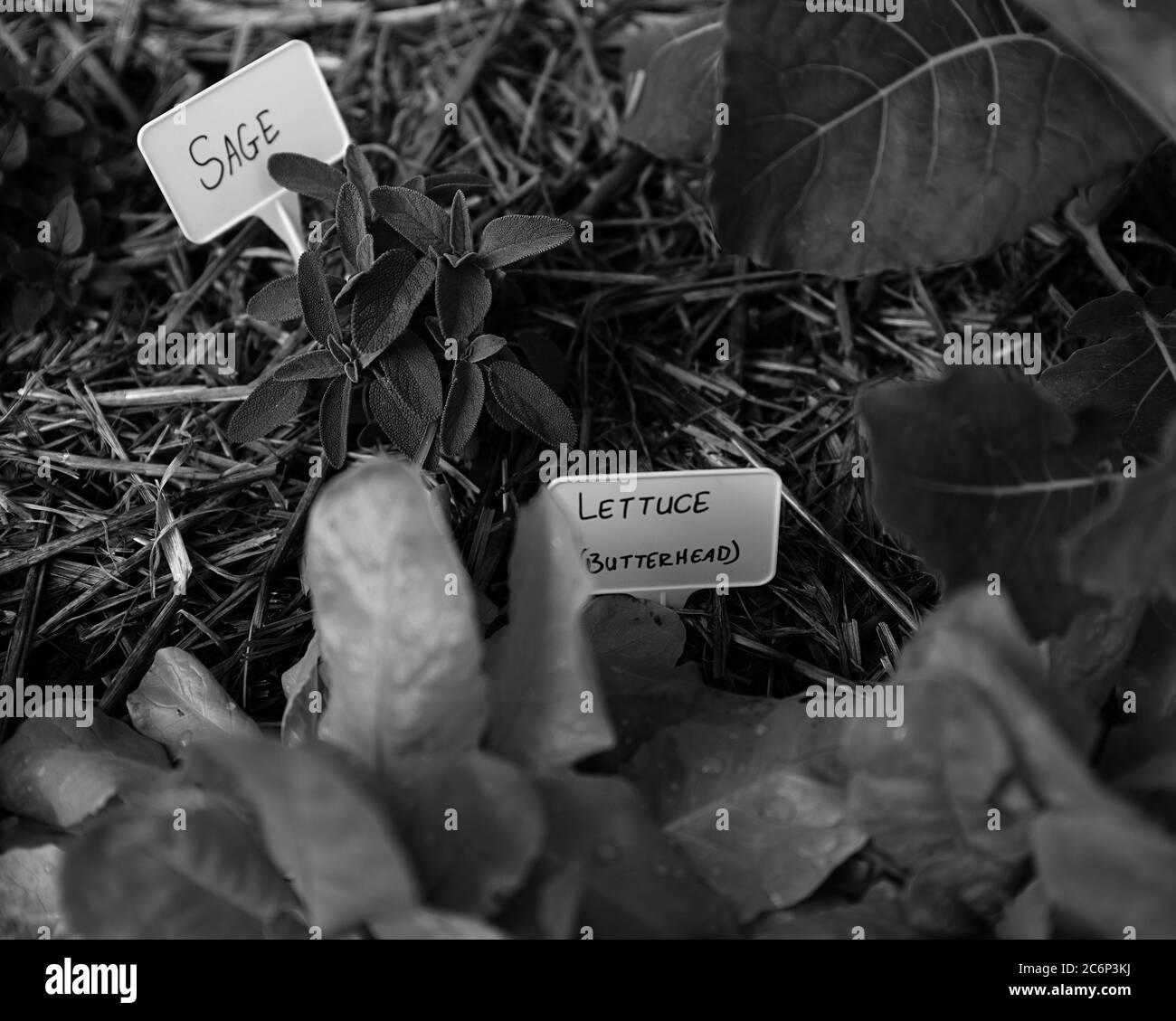 Immagine closeup in bianco e nero di varie piante in un giardino di erbe a casa con messa a fuoco superficiale (DOF). Foto Stock