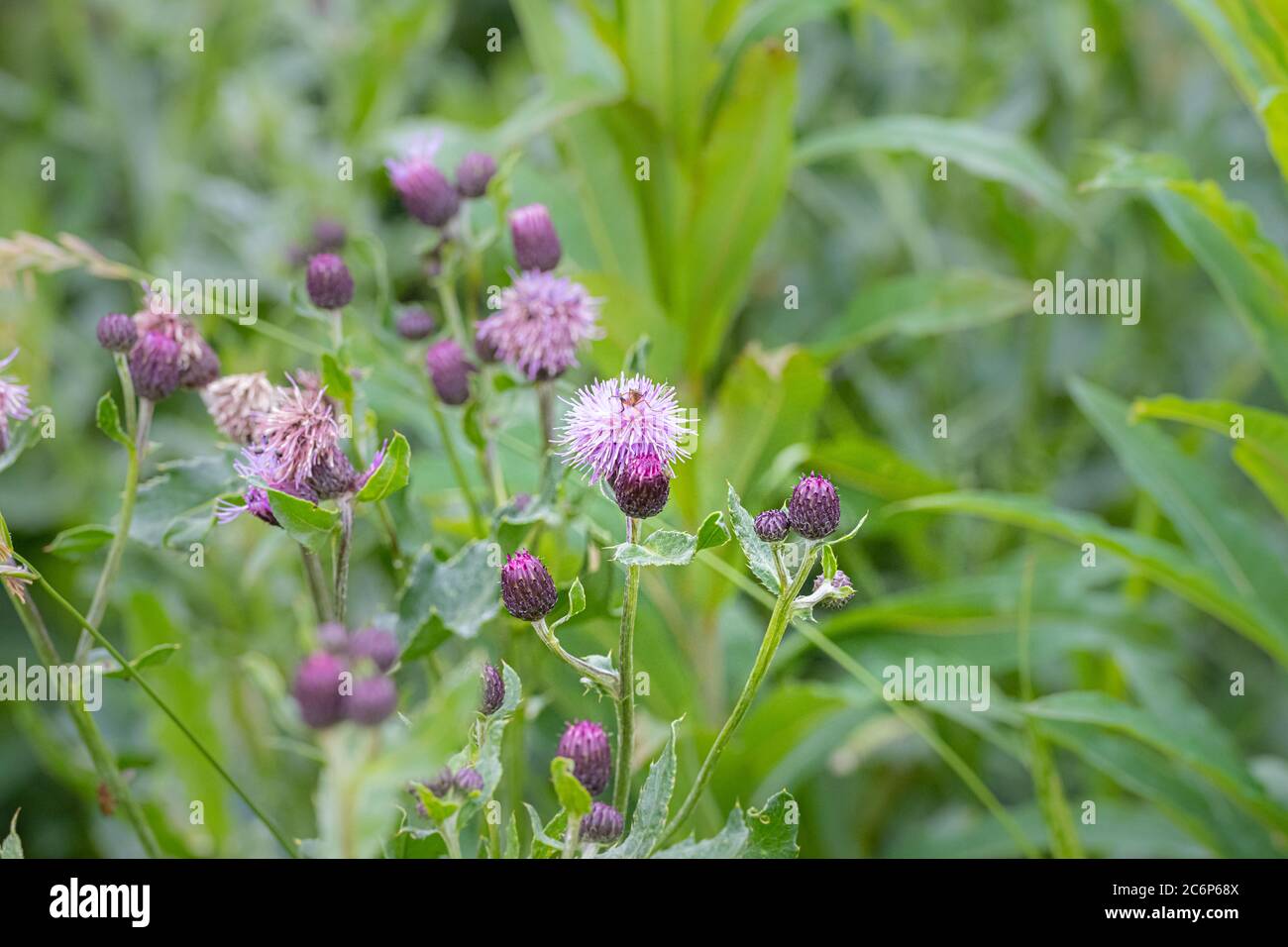 Primo piano di un bel fiore selvatico viola con un bumblebee. Foto di Scania, Svezia meridionale Foto Stock