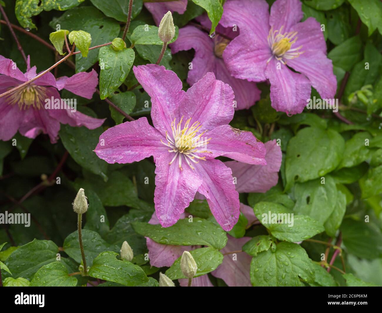 Bella rosa Clematis fiori su un giardino cespuglio con foglie verdi Foto Stock