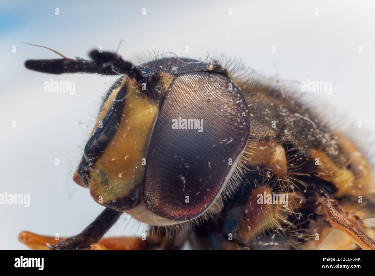 macro primo piano di testa di hoverfly Foto Stock