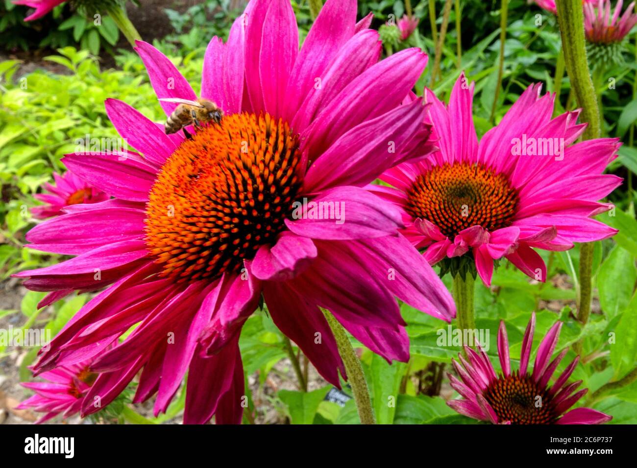 Porpora Coneflower Echinacea JS Roho fiori ape su un fiore Foto Stock