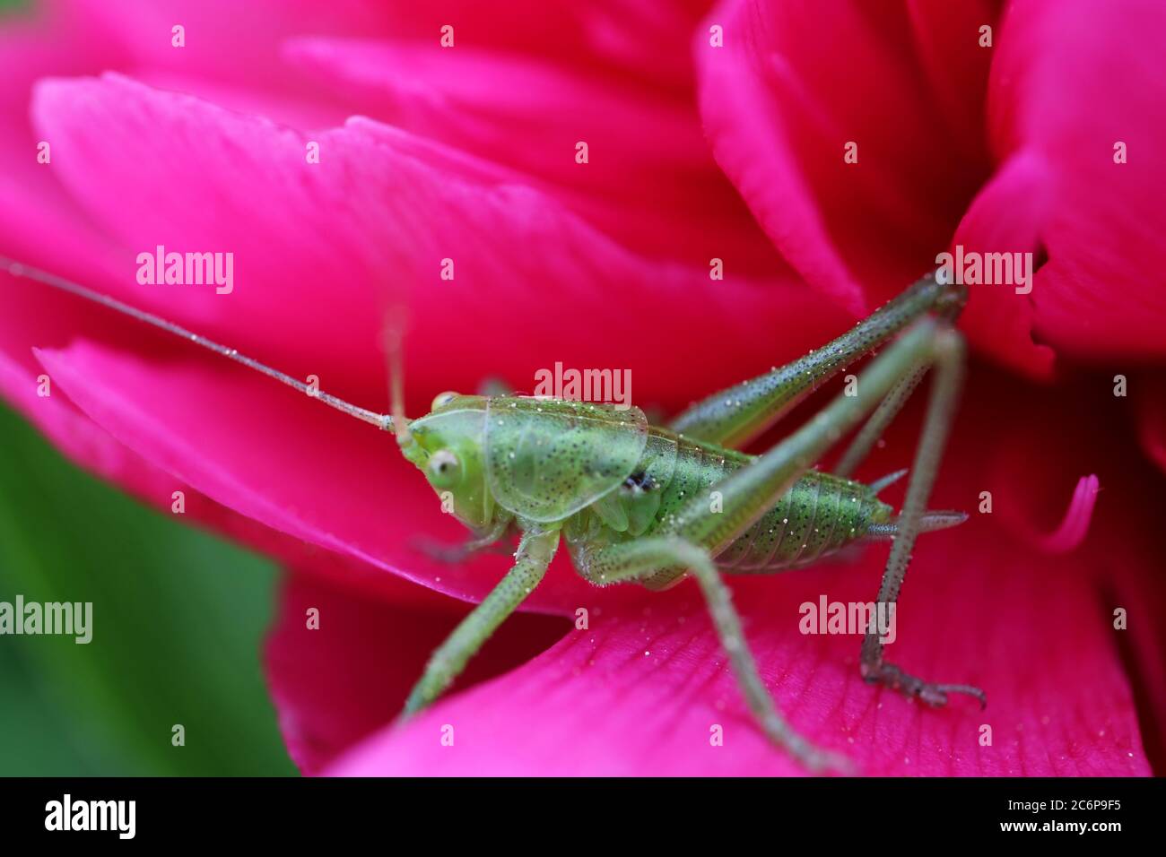 Gracshopper verde sul petalo rosso di pony nel giardino, gracshopper verde sulla macro di pony rossa, insetto di fauna selvatica su fiore, natura primaverile nel giardino Foto Stock