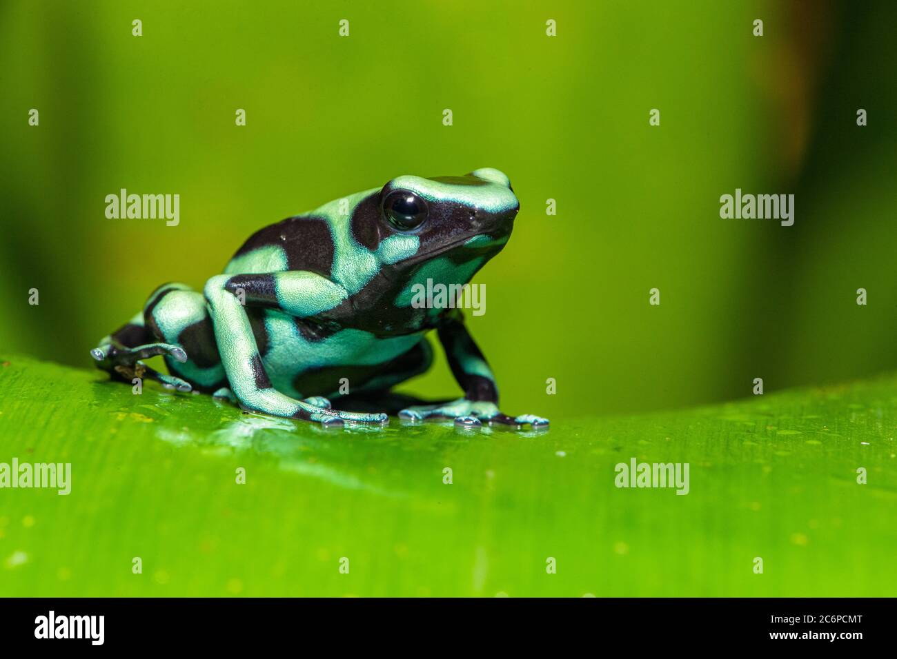 Rana verde e nera di veleno (Dendrobates auratus), cielo di rane, Limone, Costa Rica Foto Stock
