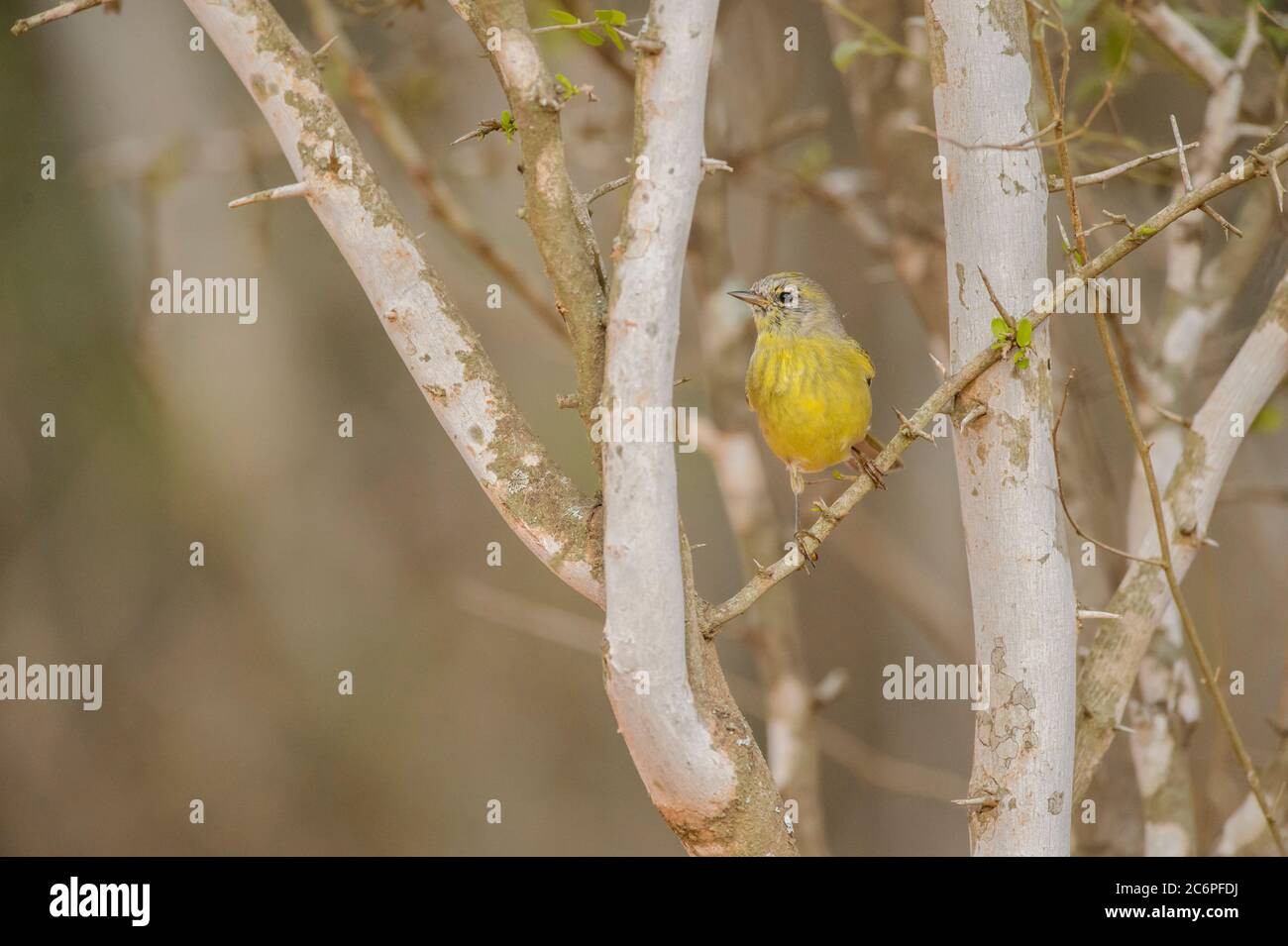 Golden-coroned Warbler (Basileuterus culicivorus), Santa Clara Ranch, Starr County, Texas, Stati Uniti Foto Stock