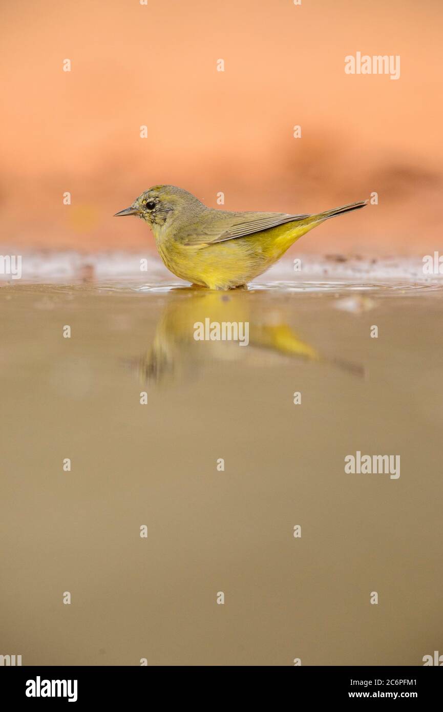 Golden-coroned Warbler (Basileuterus culicivorus), Santa Clara Ranch, Starr County, Texas, Stati Uniti Foto Stock