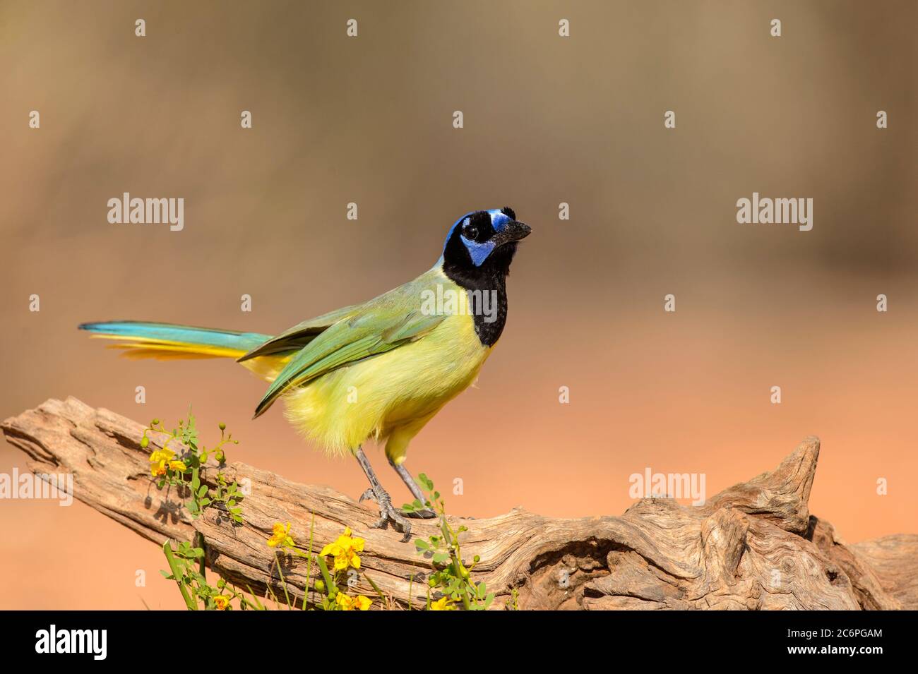 Green Jay (Cyanocorax yncas), Santa Clara Ranch, Starr County, Texas, Stati Uniti Foto Stock