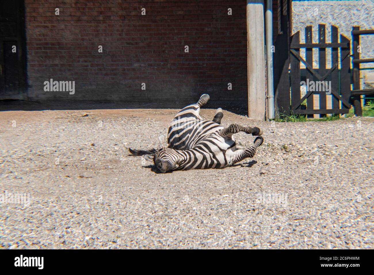 Zebra, ZOO, Jagodina, Serbia, Europa Foto Stock