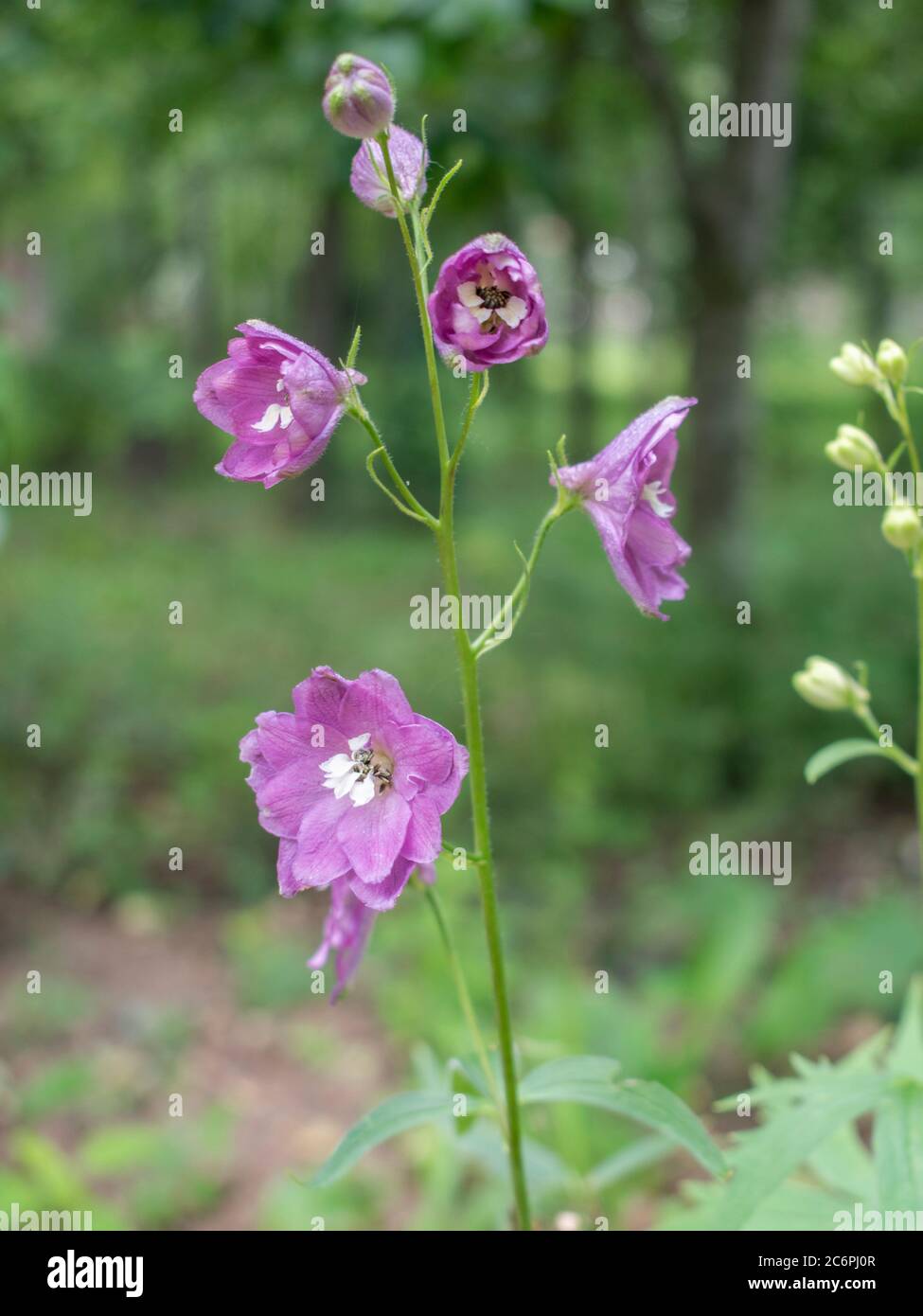 Delphinium elatum excalibur lila rosa, larkspur fiori Foto Stock