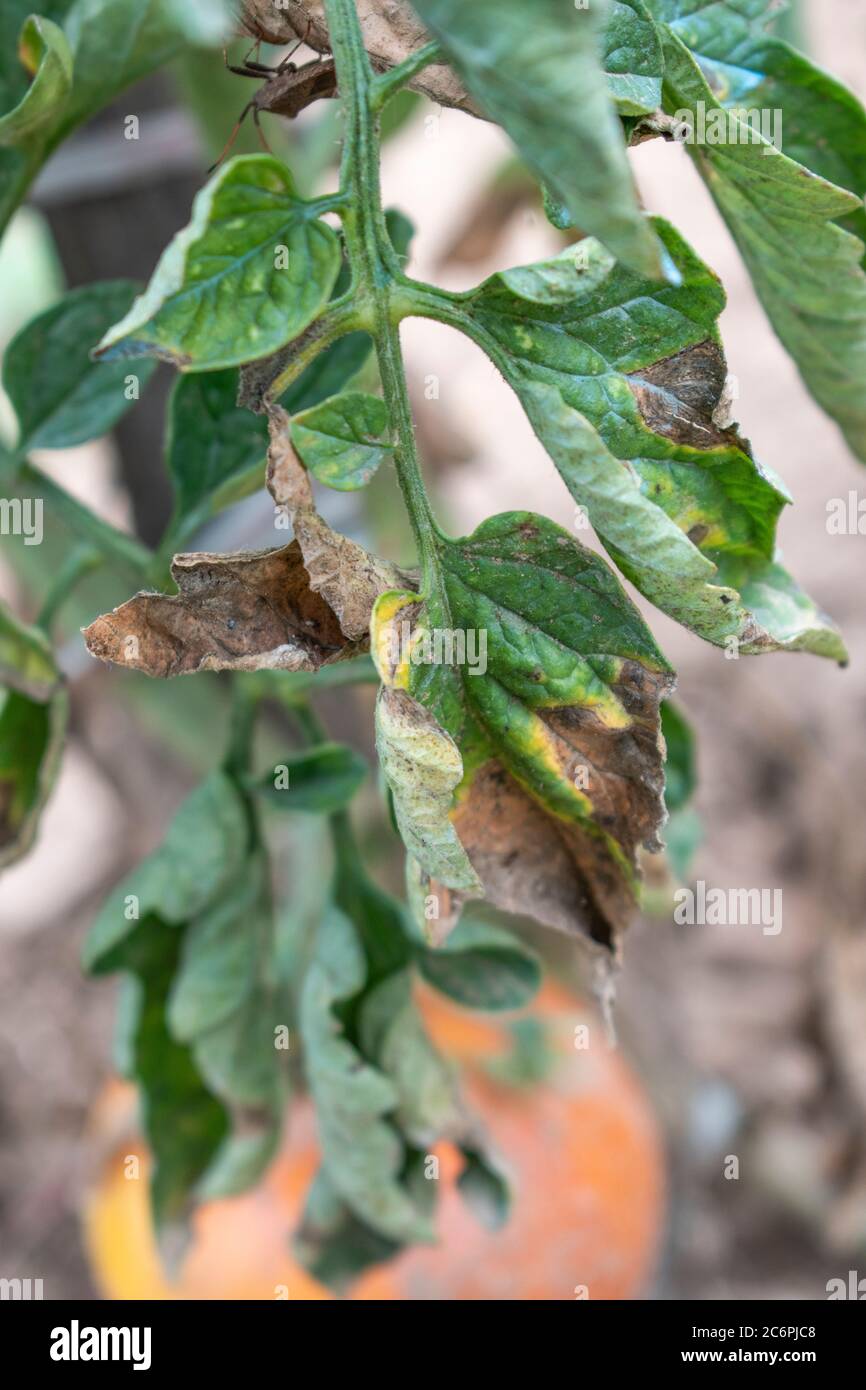 Pomodoro, primo rombi, fungo Alternaria solani Foto Stock