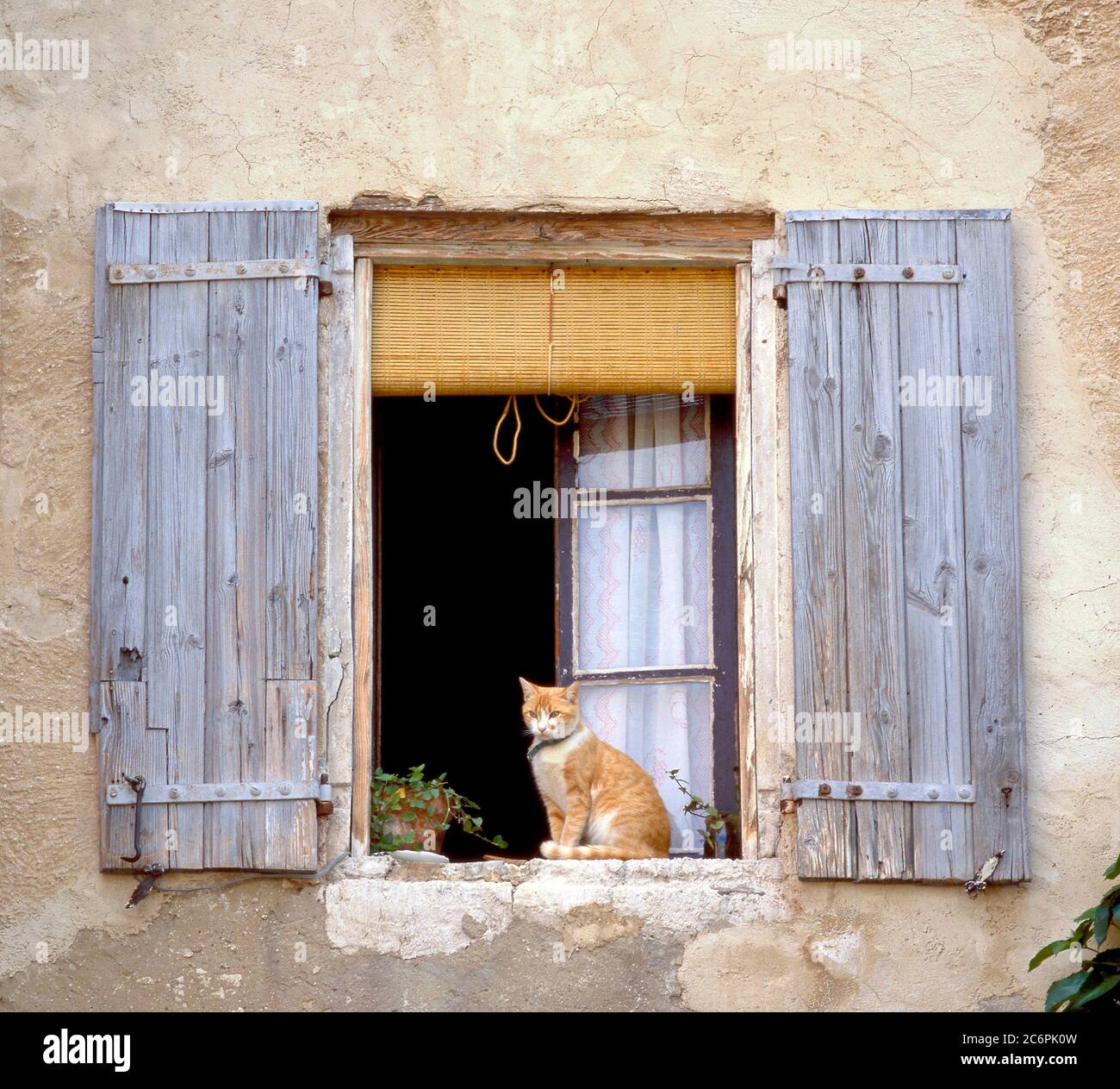 Cat seduto in una finestra aperta con persiane in Francia Foto Stock