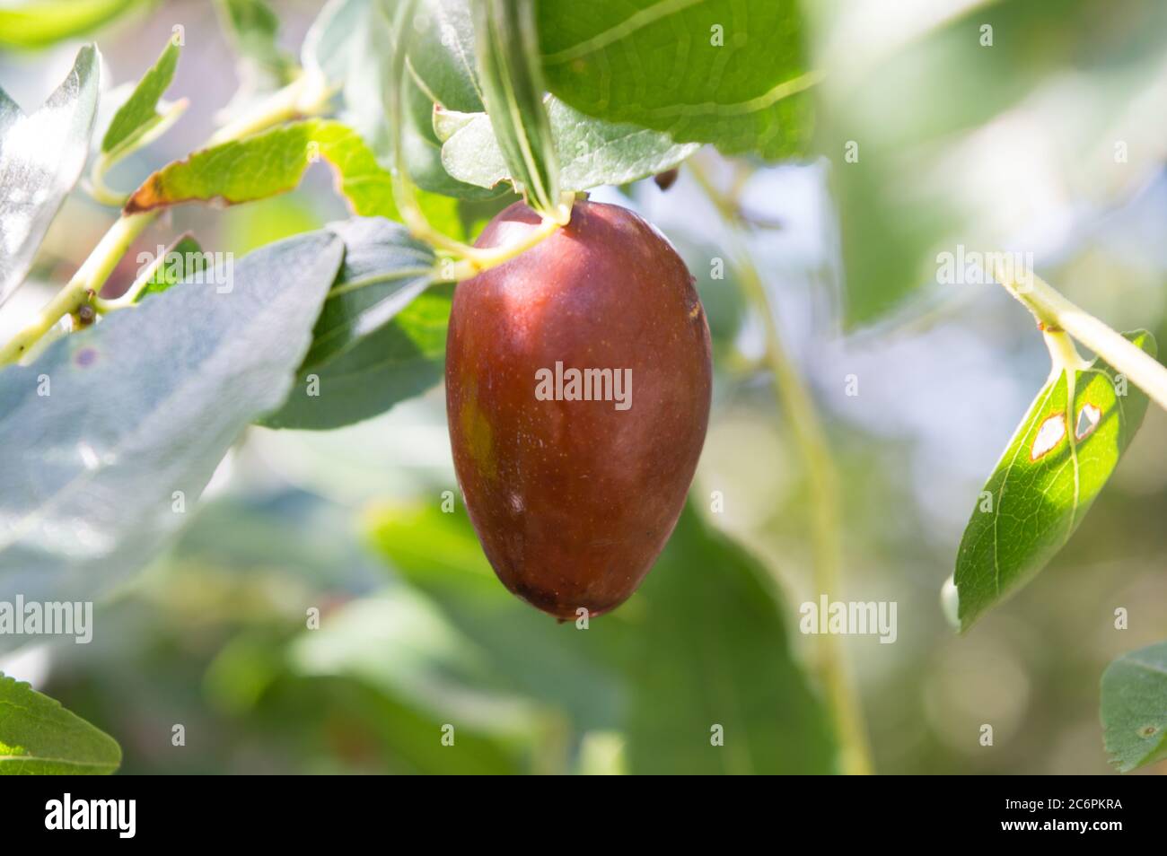 Frutta mediterranea, Ziziphus jujuba, chiamata data cinese o data rossa Foto Stock