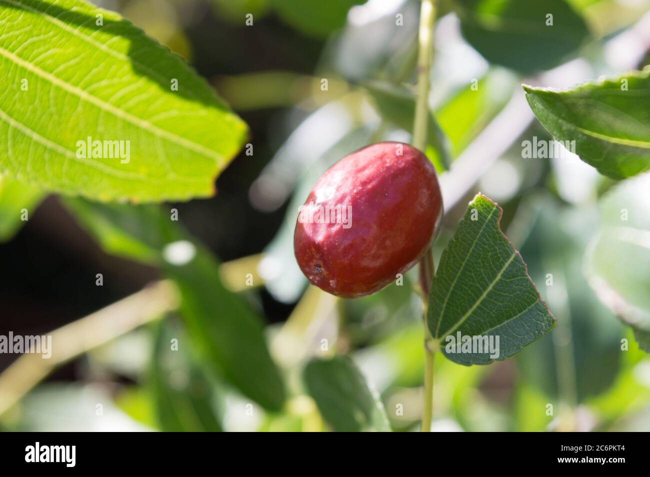 Frutta mediterranea, Ziziphus jujuba, chiamata data cinese o data rossa Foto Stock