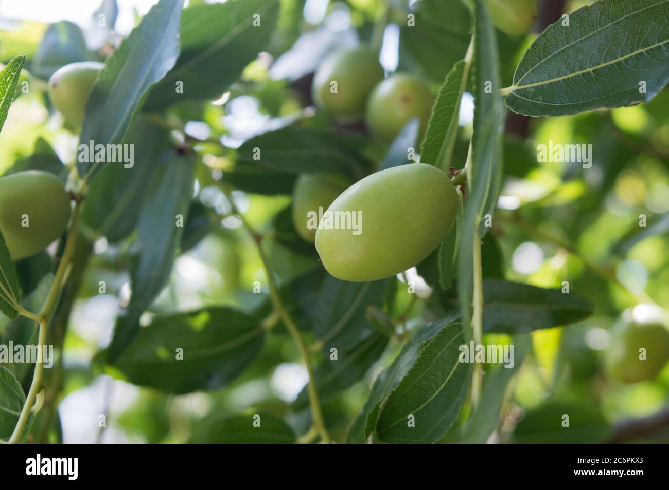 Frutta mediterranea, Ziziphus jujuba, chiamata data cinese o data rossa; primo piano di frutta di jujujujube non matura Foto Stock