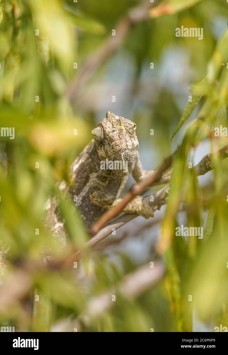 Camaleonte comune o camaleonte mediterraneo (camalealeonte di Camaeleo in un albero di mandorle, Andalusia, Spagna. Foto Stock