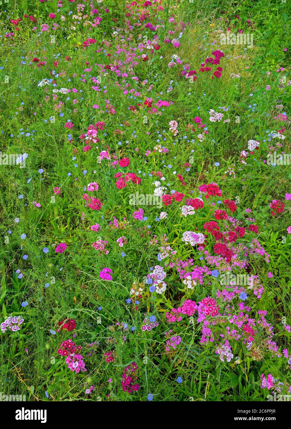 prato verde con fiori di campo fiorenti e colorati, principalmente rosso e rosa Foto Stock