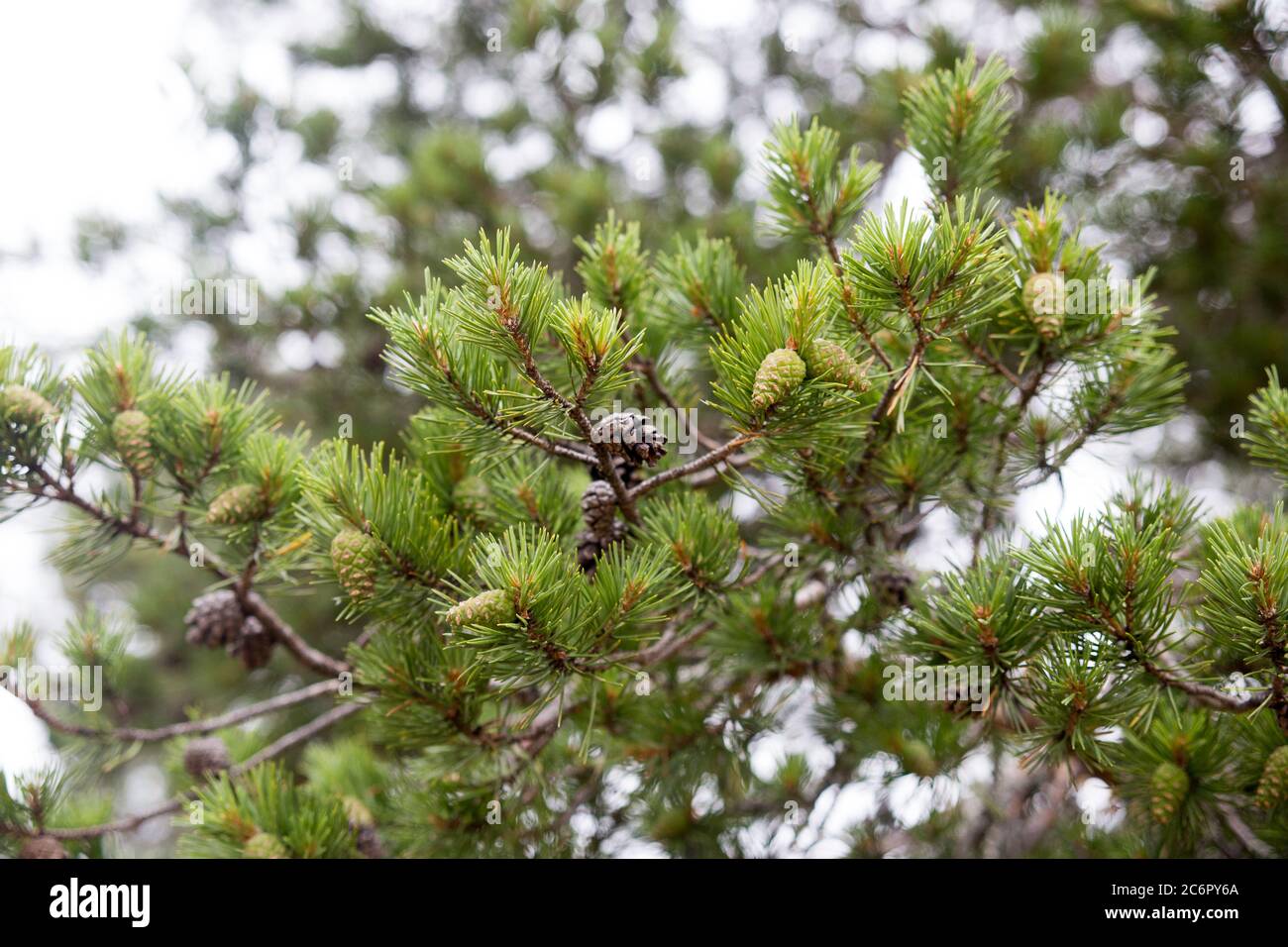 Vecchi e nuovi coni di pino vicino colpo nella foresta Foto Stock