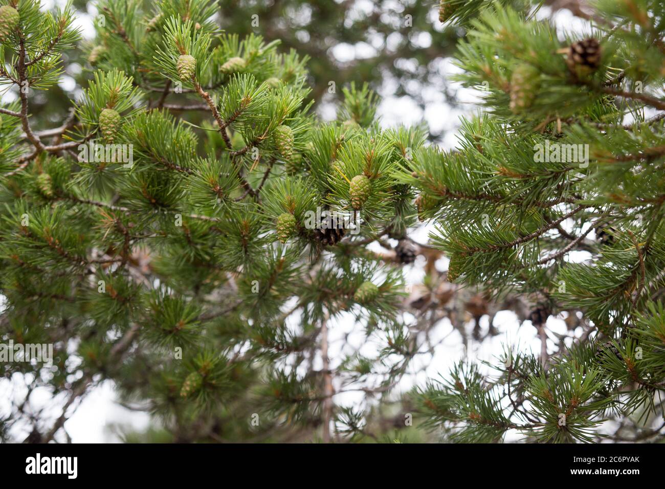 Vecchi e nuovi coni di pino vicino colpo nella foresta Foto Stock