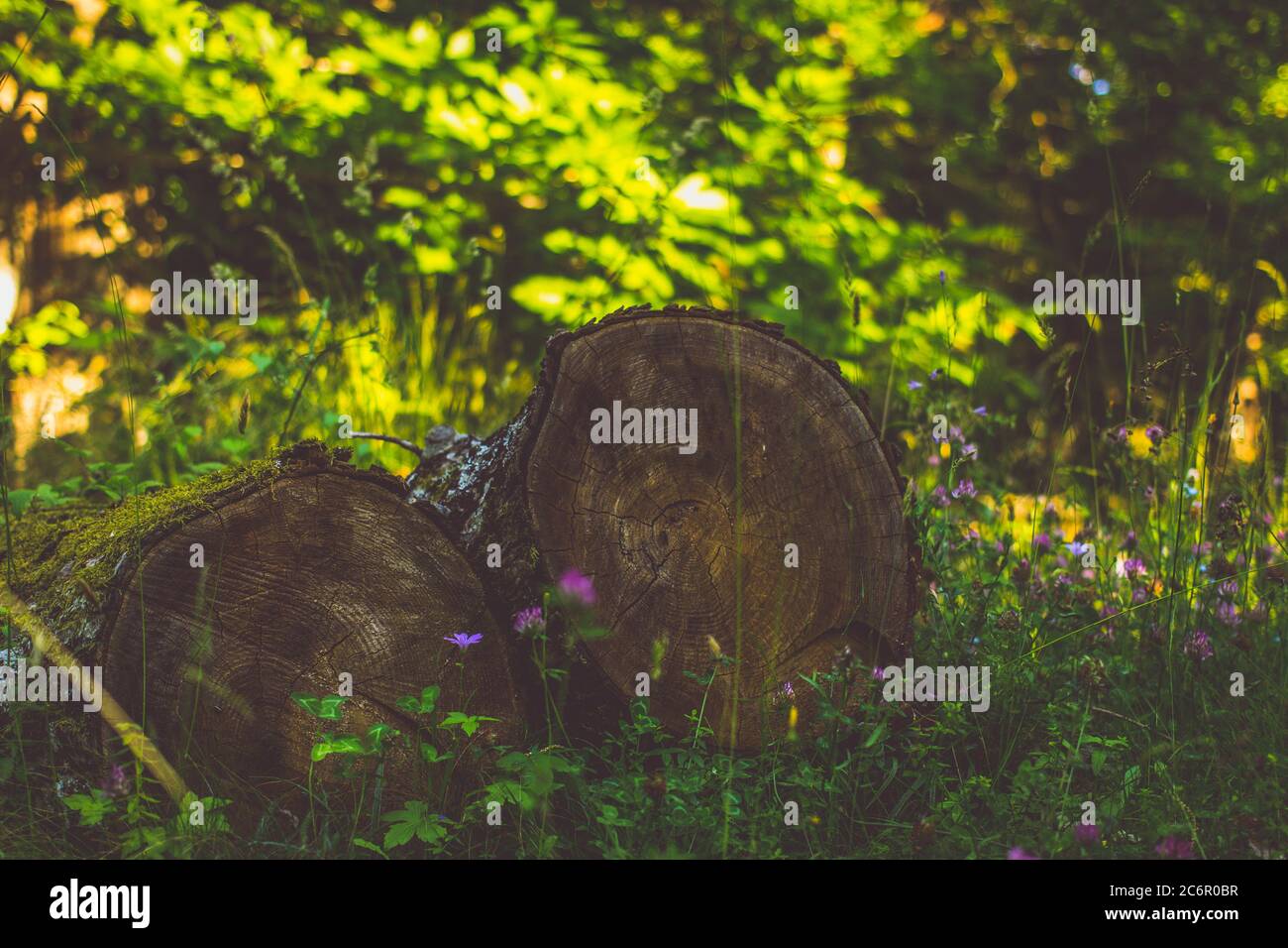 splendido sfondo naturale con legno e fiori concetto di relax e natura Foto Stock