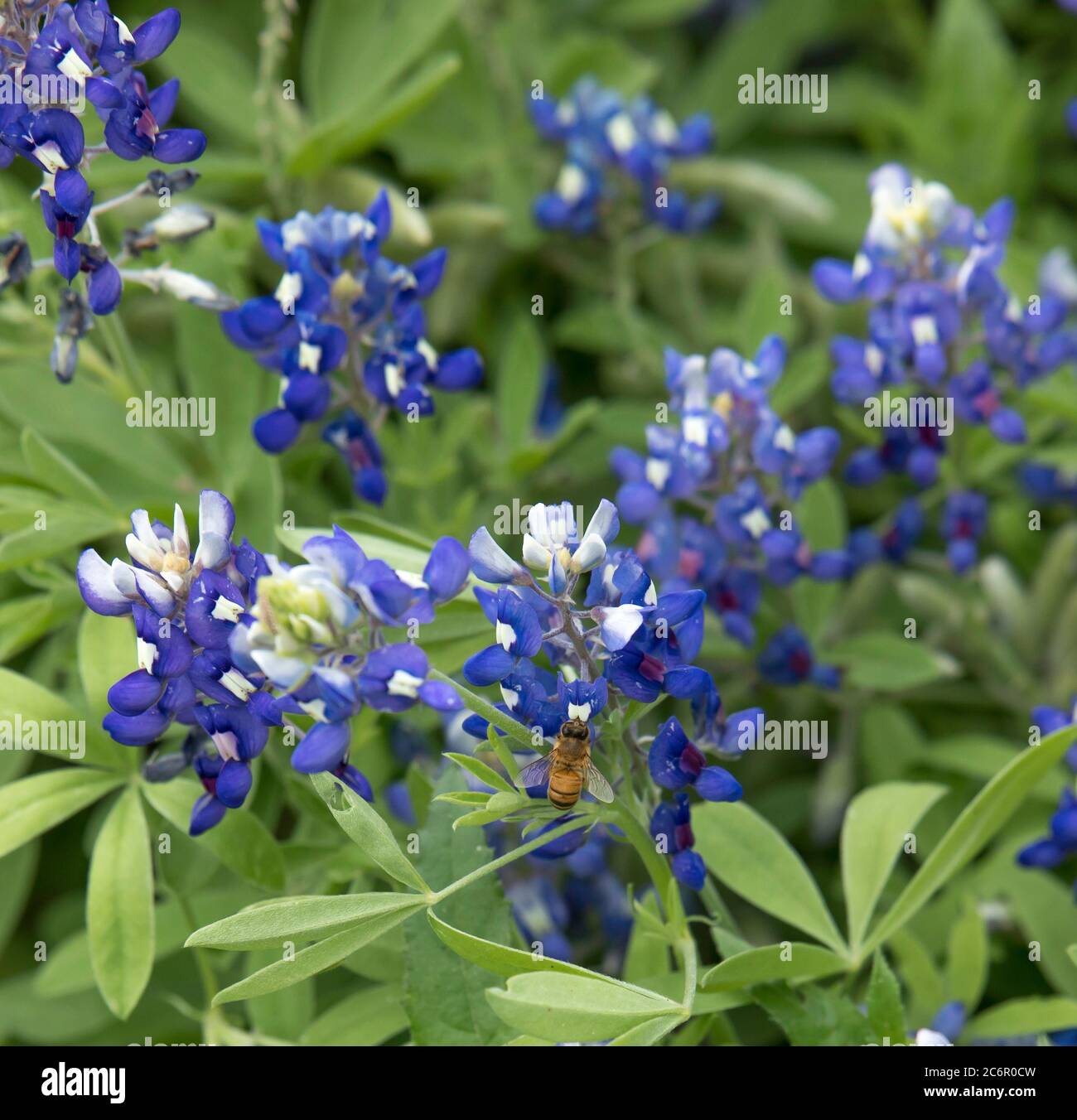 Guardando verso il basso sul retro di un'ape su un fiore selvatico Bluebonnet Texas Foto Stock