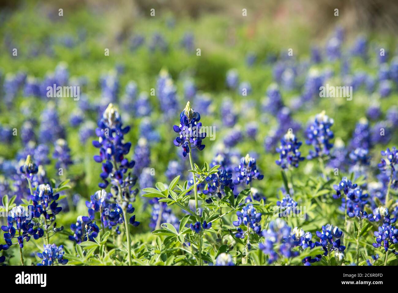 Primo piano di un gruppo di fiori selvatici blu del Bluebonnet del Texas alla luce del sole del mattino Foto Stock