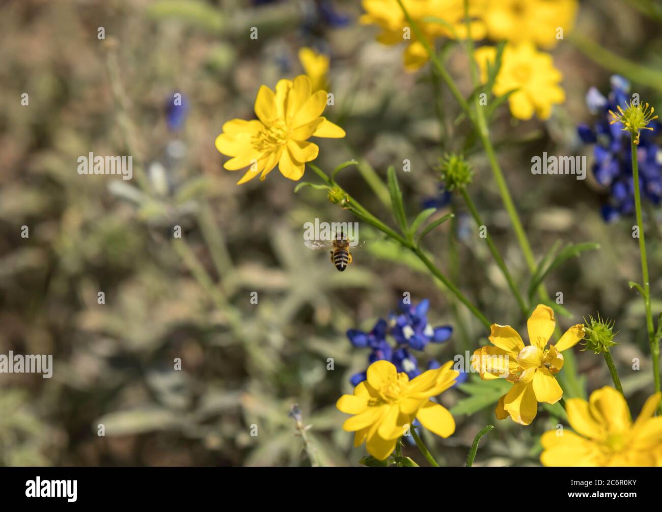 Un polline coperto ape alla ricerca di più polline in ButterCup fiori selvatici Foto Stock