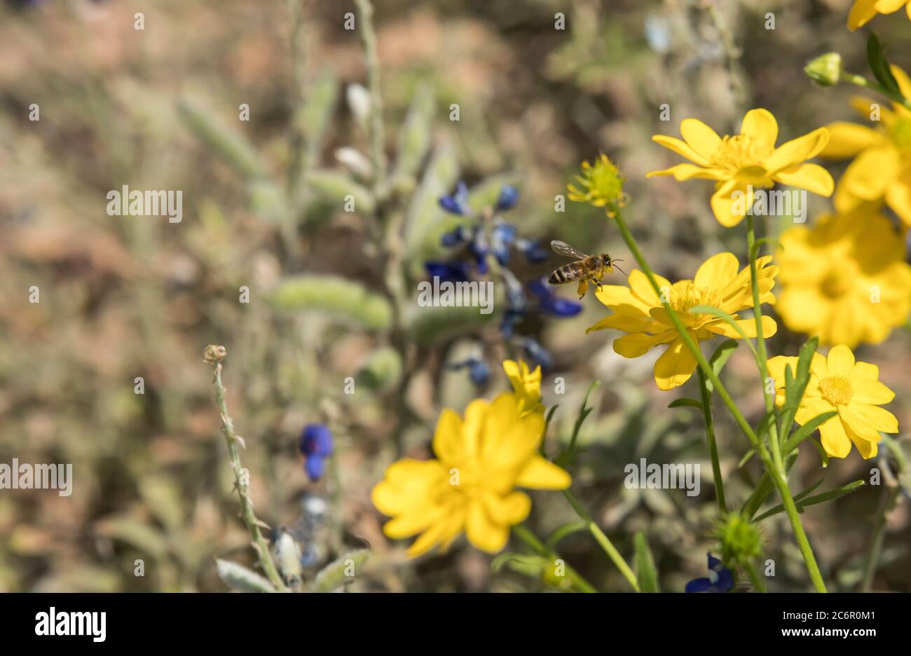 Un polline coperto ape alla ricerca di più polline in ButterCup fiori selvatici Foto Stock