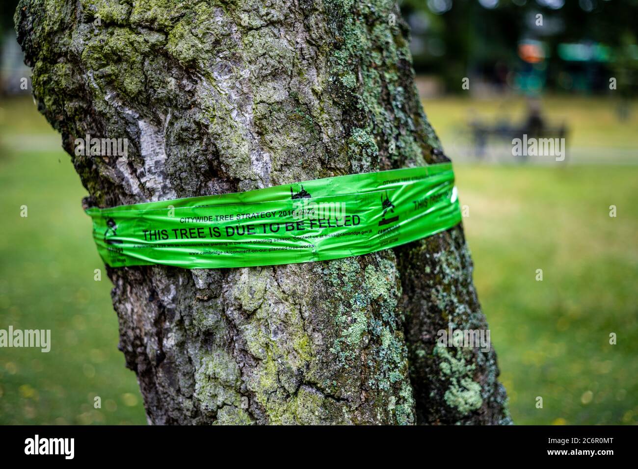 Albero da sgusciare. Notate band su un albero da sfondare come parte di una politica di albero a livello di città a Cambridge UK. Questo albero è dovuto essere abbattuto. Foto Stock